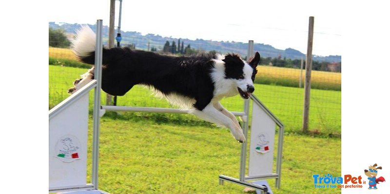 Oscar, Splendido Maschio di Border Collie Disponibile per Accoppiamenti - Foto n. 1