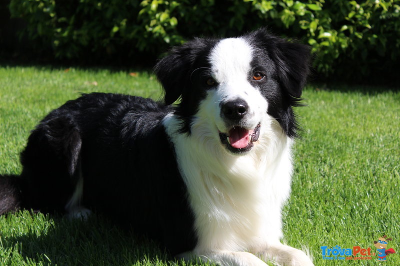 Oscar, Splendido Maschio di Border Collie Disponibile per Accoppiamenti - Foto n. 2