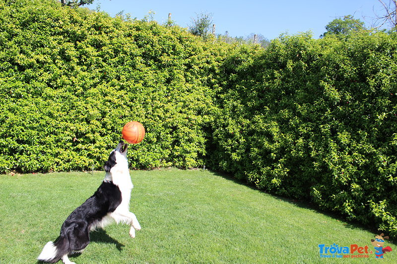 Oscar, Splendido Maschio di Border Collie Disponibile per Accoppiamenti - Foto n. 3