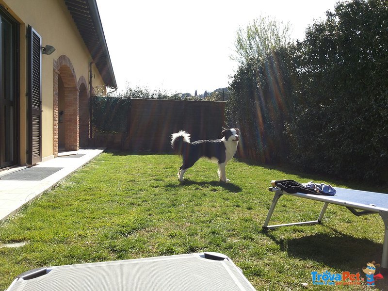 Oscar, Splendido Maschio di Border Collie Disponibile per Accoppiamenti - Foto n. 4