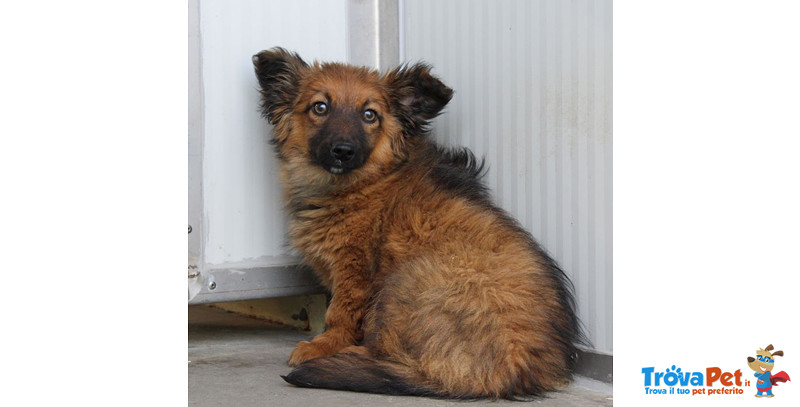 Cuccioli 3-4 Mesi, Cupido e Venere, Futura Taglia Medio Piccola, Simil Corgi, Cercano Casa! - Foto n. 3