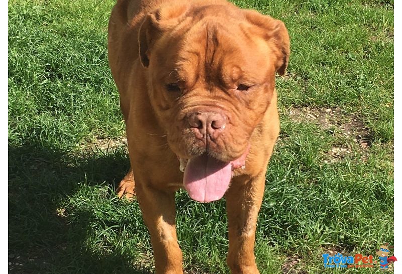 Adozione del Cuore Teddy Dogue de Bordeaux - Foto n. 1