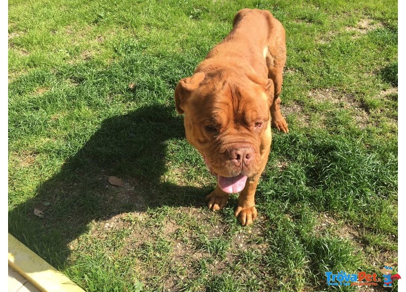 Adozione del Cuore Teddy Dogue de Bordeaux - Foto n. 2