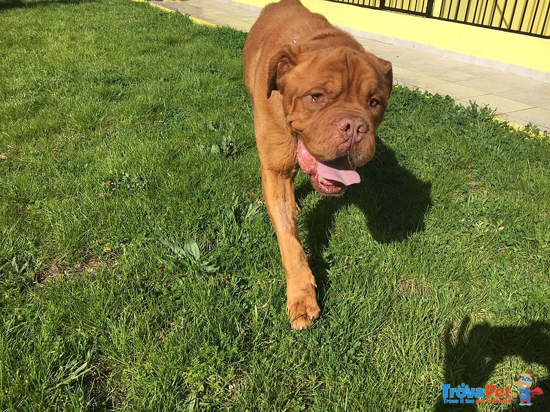 Adozione del Cuore Teddy Dogue de Bordeaux - Foto n. 3