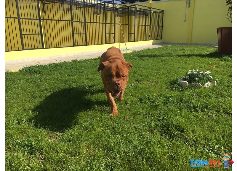 Adozione del Cuore Teddy Dogue de Bordeaux - Foto n. 4