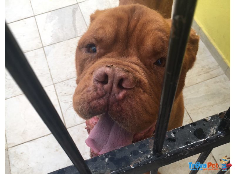 Adozione del Cuore Teddy Dogue de Bordeaux - Foto n. 5