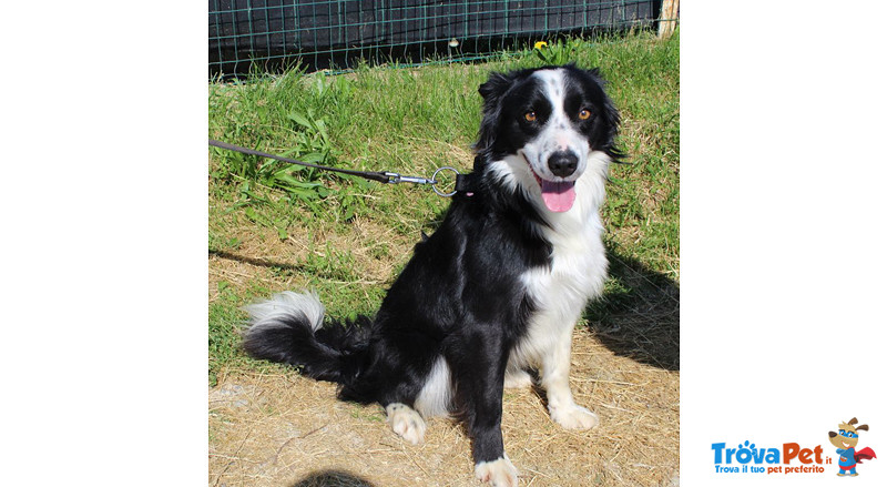 Border Collie, duc, 1 Anno, Maschio, se ne deve Andare, Cerca Urgentemente Casa! - Foto n. 1