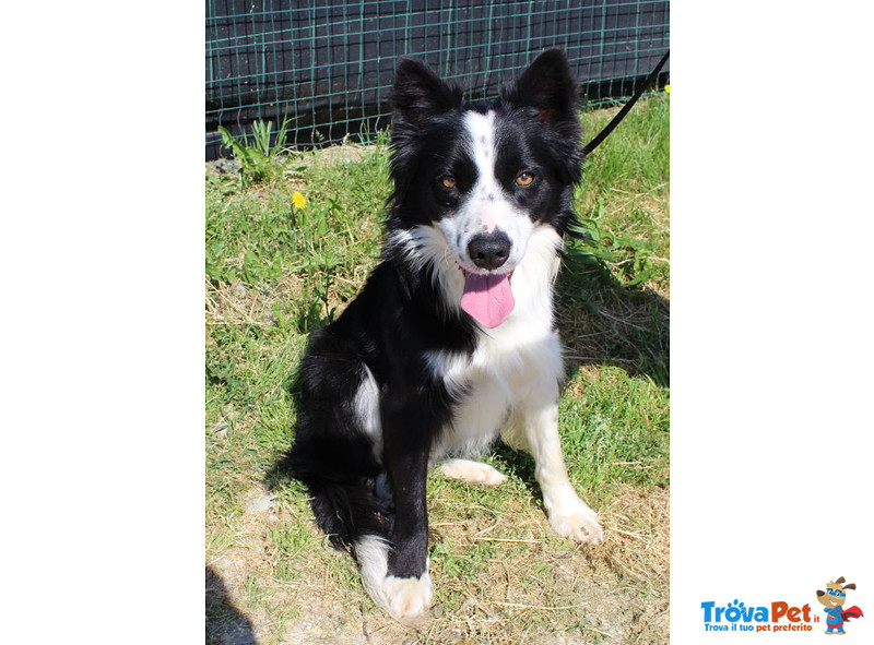 Border Collie, duc, 1 Anno, Maschio, se ne deve Andare, Cerca Urgentemente Casa! - Foto n. 2