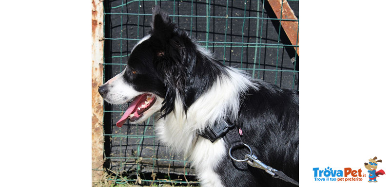 Border Collie, duc, 1 Anno, Maschio, se ne deve Andare, Cerca Urgentemente Casa! - Foto n. 3