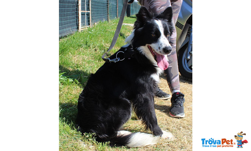 Border Collie, duc, 1 Anno, Maschio, se ne deve Andare, Cerca Urgentemente Casa! - Foto n. 4