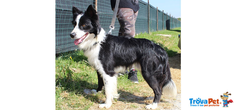 Border Collie, duc, 1 Anno, Maschio, se ne deve Andare, Cerca Urgentemente Casa! - Foto n. 5