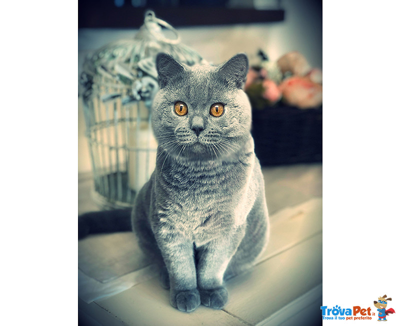 British Shorthair Maschio per Monta - Foto n. 1