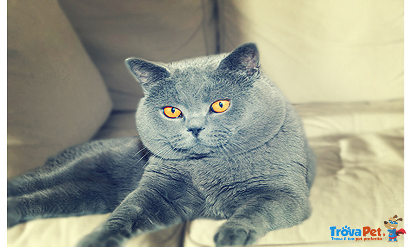 British Shorthair Maschio per Monta - Foto n. 2