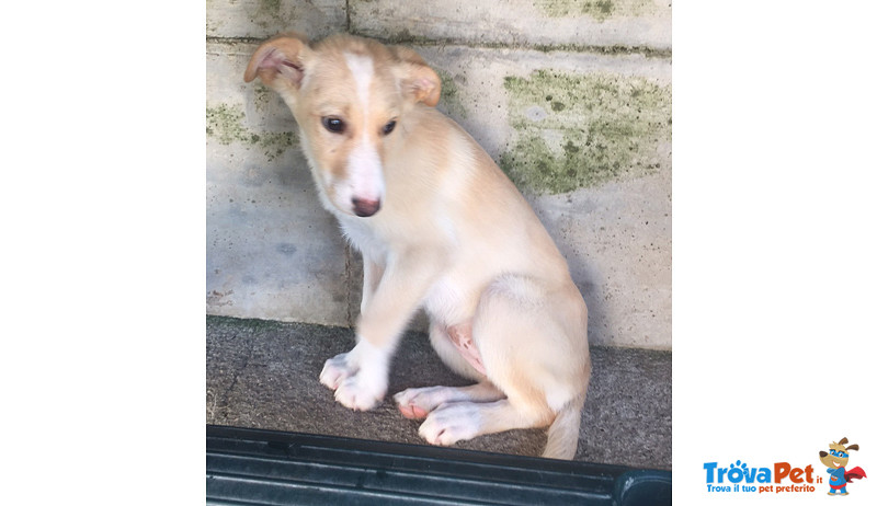 Poldo e Olivia, Simil Labrador, Cuccioli di 3 mesi e Mezzo, Futura Taglia Media, Cercano Casa - Foto n. 1