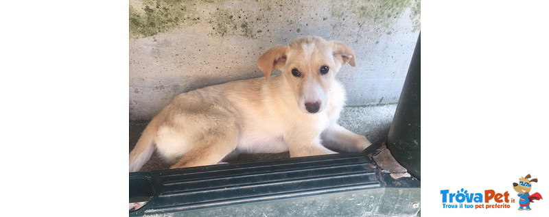 Poldo e Olivia, Simil Labrador, Cuccioli di 3 mesi e Mezzo, Futura Taglia Media, Cercano Casa - Foto n. 2