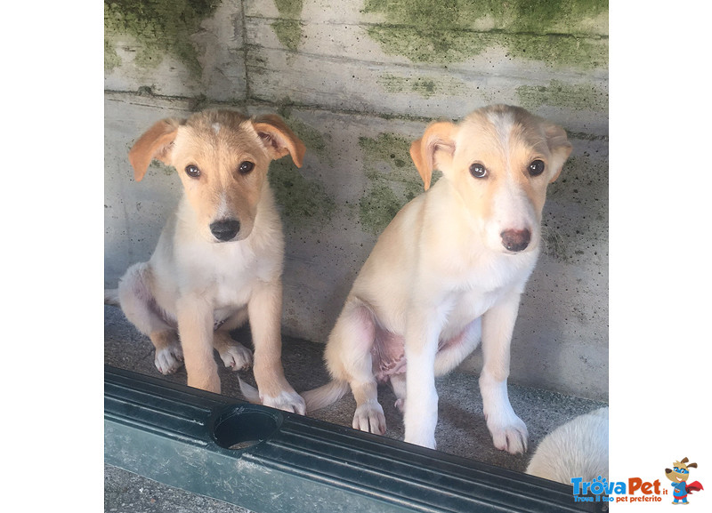 Poldo e Olivia, Simil Labrador, Cuccioli di 3 mesi e Mezzo, Futura Taglia Media, Cercano Casa - Foto n. 3