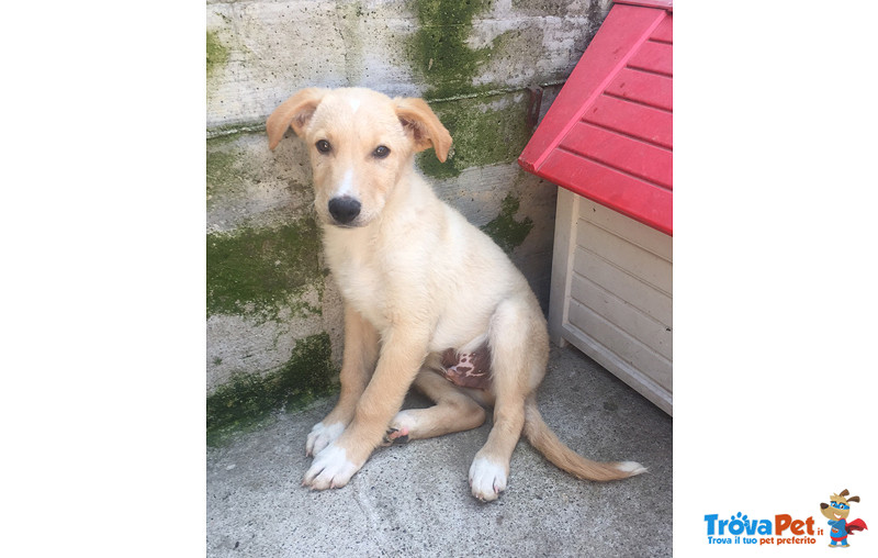 Poldo e Olivia, Simil Labrador, Cuccioli di 3 mesi e Mezzo, Futura Taglia Media, Cercano Casa - Foto n. 4