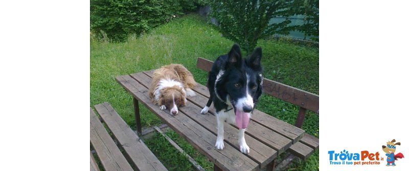 Cuccioli di Border Collie - Foto n. 2