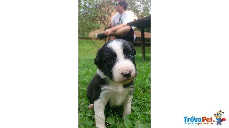 Cuccioli di Border Collie - Foto n. 1