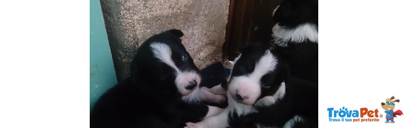 Cuccioli di Border Collie - Foto n. 3