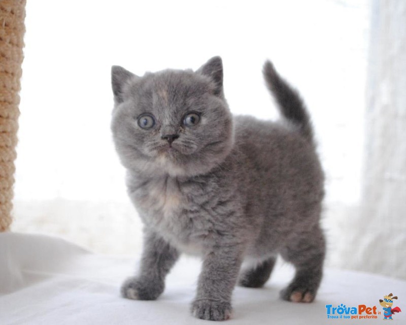 Bellisimi Cuccioili British Shorthair - Foto n. 1