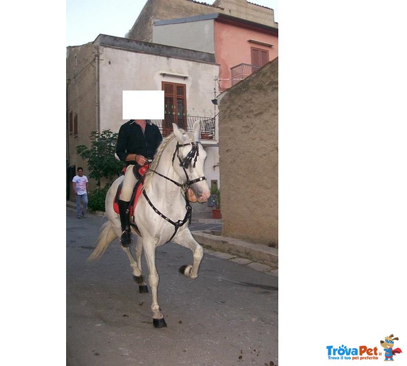 Cavallo Castrone Ispano Arabo - Foto n. 1