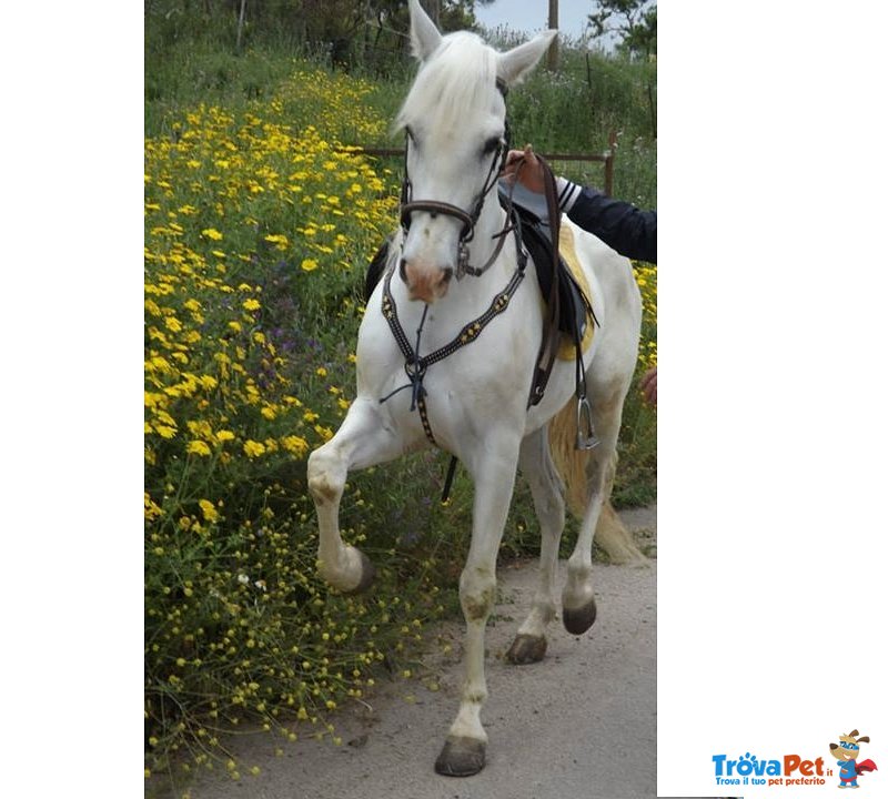 Cavallo Castrone Ispano Arabo - Foto n. 3