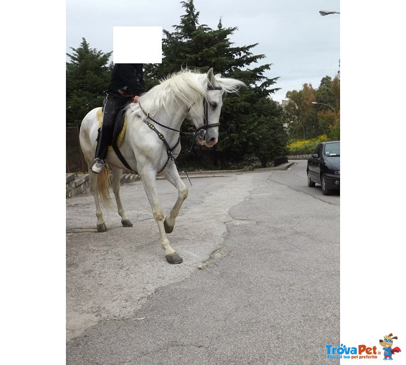 Cavallo Castrone Ispano Arabo - Foto n. 4