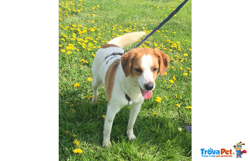 Cherie, Bellissima Incr. Beagle/breton Circa 4 Anni, Abbandonata , Amante Dell’amore e ora Cerchiamo - Foto n. 1