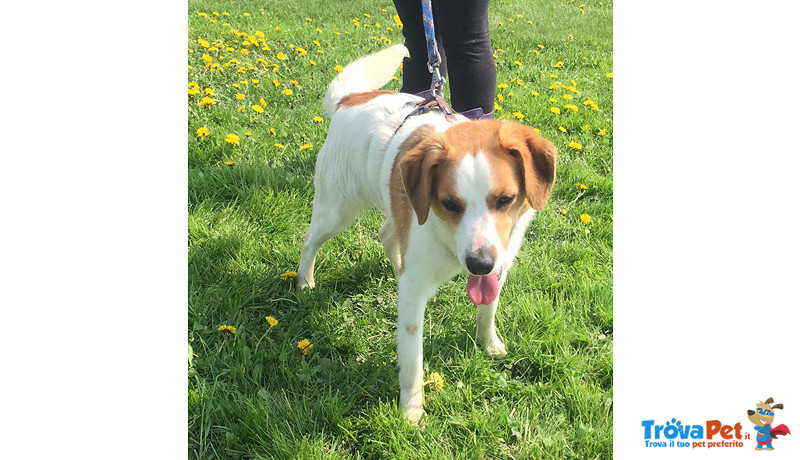 Cherie, Bellissima Incr. Beagle/breton Circa 4 Anni, Abbandonata , Amante Dell’amore e ora Cerchiamo - Foto n. 2