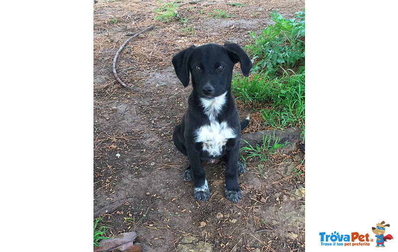 Black, Cucciolo di 4 mesi e Mezzo, Dalle Strade Della Sicilia, a Bergamo in Cerca di Casa - Foto n. 1