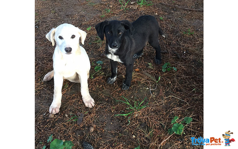 Black, Cucciolo di 4 mesi e Mezzo, Dalle Strade Della Sicilia, a Bergamo in Cerca di Casa - Foto n. 2