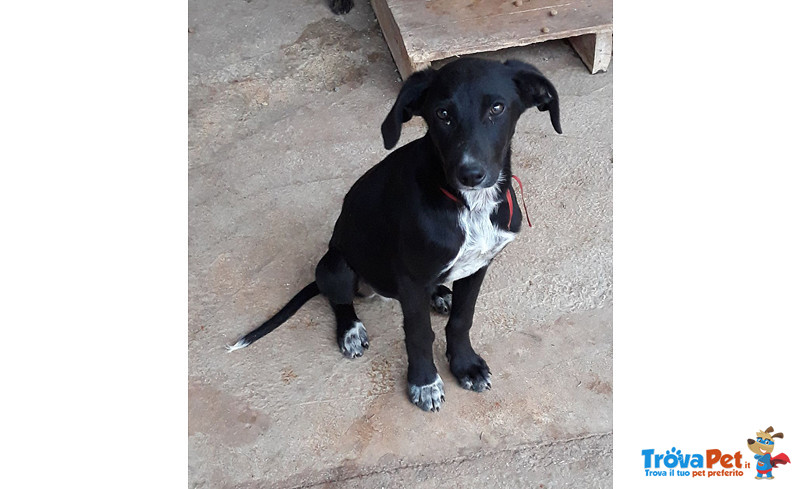 Black, Cucciolo di 4 mesi e Mezzo, Dalle Strade Della Sicilia, a Bergamo in Cerca di Casa - Foto n. 3