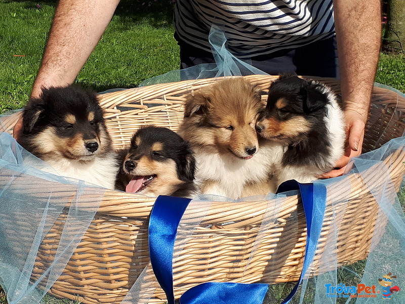 Cuccioli di Pastore Scozzese a pelo Lungo - Foto n. 2