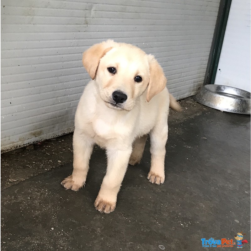 Labrador da Compagnia Marroni e Oro - Foto n. 2