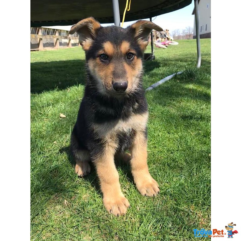 Pastore Tedesco - Cuccioli - Allevamento/pedigree - Foto n. 3