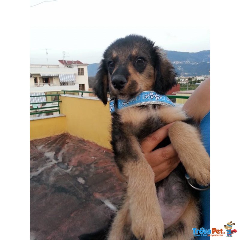 Fred Splendido Cucciolo Cerca Casa - Foto n. 3