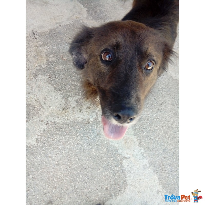 Jack, un cane X Amico, Stupendo Simil Border Collie Adottalo - Foto n. 5