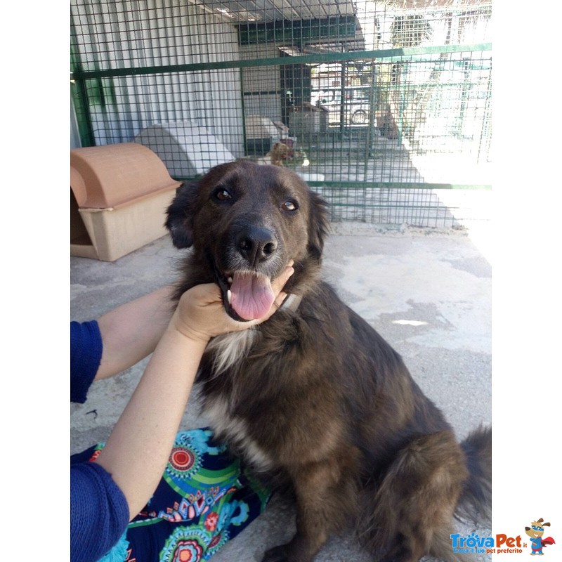 Jack, un cane X Amico, Stupendo Simil Border Collie Adottalo - Foto n. 7