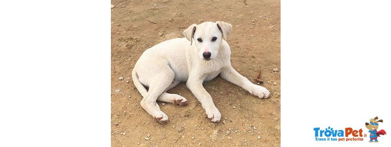 Ricky, Incrocio Labrador, 4 mesi e Mezzo, Rischia di Essre Avvelenato, in Arrivo a Bergamo in Cerca - Foto n. 2