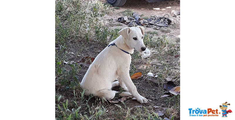 Ricky, Incrocio Labrador, 4 mesi e Mezzo, Rischia di Essre Avvelenato, in Arrivo a Bergamo in Cerca - Foto n. 3