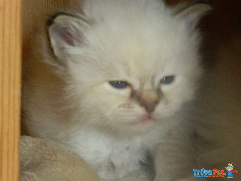 Bellissimi Cuccioli Sacro di Birmania - Foto n. 1