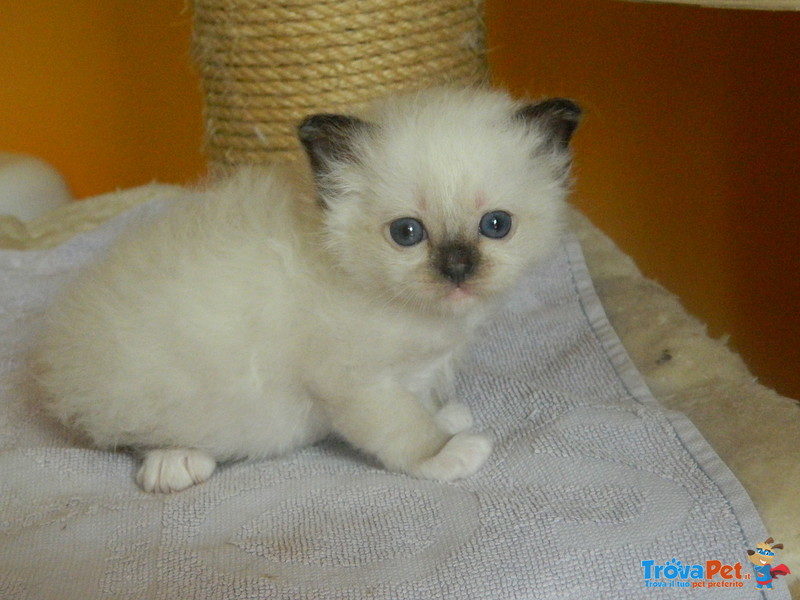 Bellissimi Cuccioli Sacro di Birmania - Foto n. 3