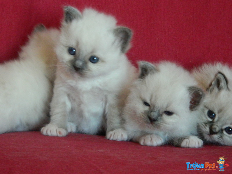 Bellissimi Cuccioli Sacro di Birmania - Foto n. 4