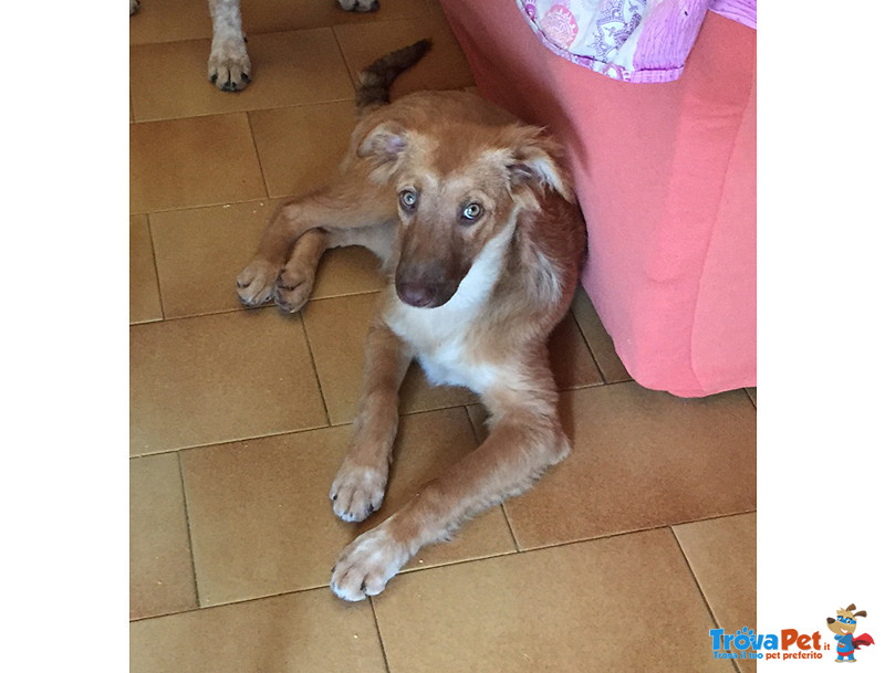 Rosy e Trilly, Cucciole di 5 mesi e Mezzo, Salvate da un Canile del sud, Arrivate a Bergamo in Cerca - Foto n. 2