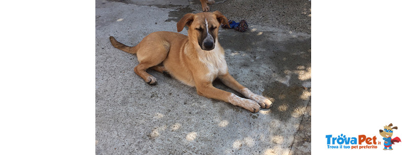 Rosy e Trilly, Cucciole di 5 mesi e Mezzo, Salvate da un Canile del sud, Arrivate a Bergamo in Cerca - Foto n. 4