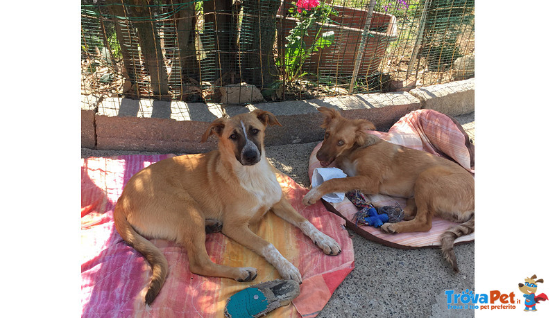 Rosy e Trilly, Cucciole di 5 mesi e Mezzo, Salvate da un Canile del sud, Arrivate a Bergamo in Cerca - Foto n. 5