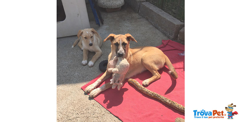 Rosy e Trilly, Cucciole di 5 mesi e Mezzo, Salvate da un Canile del sud, Arrivate a Bergamo in Cerca - Foto n. 6