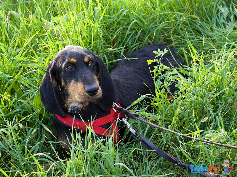 Alfio, Segugio di 5 Anni, in Canile dal 2013 Cerca Disperatamente Casa!! - Foto n. 3