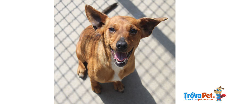 Pimpa, Incrocio Pinscher, 9 Mesi, 5 kg, così Piccola ha gia’ Conosciuto due Abbandoni, in Gabbia Di - Foto n. 1